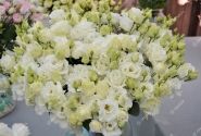Lisianthus russelianum Alissa 2 White