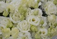 Lisianthus russelianum Alissa 2 White