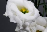 Eustoma grandiflorum (Lisanthus) Echo 1 Pure White Imp.