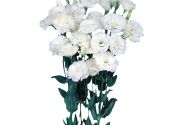 Eustoma grandiflorum (Lisanthus) Echo 1 Pure White Imp.