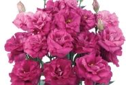 Lisianthus russelianum Aube 3 Red