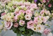 Lisianthus russelianum Alissa 2 Light Pink