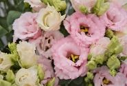 Lisianthus russelianum Alissa 2 Light Pink