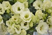 Lisianthus russelianum Alissa 2 Green Improved