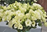 Lisianthus russelianum Alissa 2 Green Improved