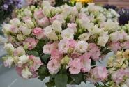 Lisianthus russelianum Alissa 2 First Love