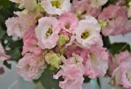 Lisianthus russelianum Alissa 2 First Love