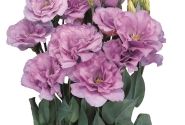 Eustoma grandiflorum (Lisanthus) Mariachi 2 Lavender