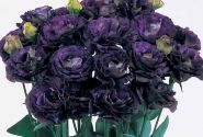 Lisianthus russelianum Rosanne 1 Black Pearl