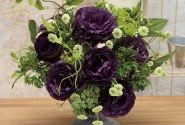 Lisianthus russelianum Rosanne 1 Black Pearl