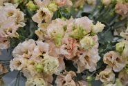 Lisianthus russelianum Alissa 2 Light Apricot Improved