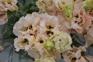 Lisianthus russelianum Alissa 2 Light Apricot Improved