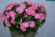 Catharanthus roseus Virtuosa Pink