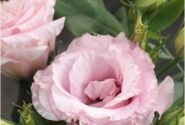 Lisianthus grandiflorum Julietta F1 Pink