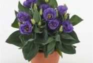 Lisianthus grandiflorum Julietta F1 Blue