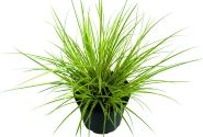 Carex brunnea Honeymoon