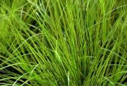 Carex brunnea Honeymoon