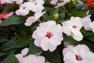 Impatiens Neu-Guinea Sunpatiens Vigorous Sweetheart