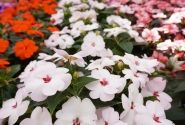 Impatiens Neu-Guinea Sunpatiens Vigorous Sweetheart