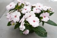 Impatiens Neu-Guinea Sunpatiens Vigorous Sweetheart