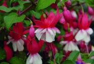 Fuchsia hybrida Shadow Dancer Anna (stāva)