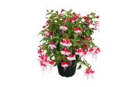 Fuchsia hybrida Shadow Dancer Anna (stāva)