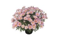 Argyranthemum frutescens Lolly