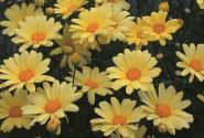 Argyranthemum frutescens Butterfly