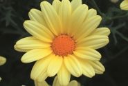 Argyranthemum frutescens Butterfly