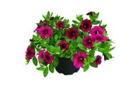 Calibrachoa hybrida Unique Magenta
