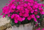 Dianthus hybridus Suntory Pink