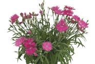 Dianthus hybridus Suntory Pink