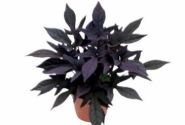 Ipomoea batatas Sweet Caroline Purple