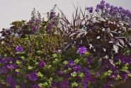 Ipomoea batatas Sweet Caroline Purple