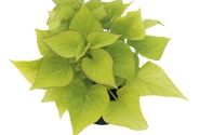 Ipomoea batatas Sweet Heart Light Green