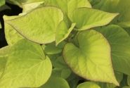 Ipomoea batatas Sweet Heart Light Green