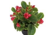 Begonia semperflorens Gumdrop Red