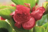 Begonia semperflorens Gumdrop Red