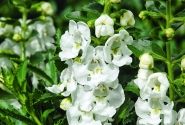 Angelonia gardneri Angelface Carrara