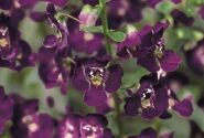 Angelonia gardneri Angelface Dark Violet