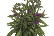 Angelonia gardneri Angelface Dark Violet