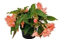 Begonia tuberhybrida Belleconia Soft Orange