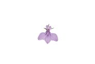 Lobelia erinus Lobelix Lilac