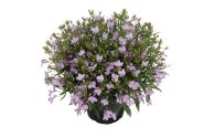Lobelia erinus Lobelix Lilac