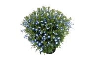 Lobelia erinus Lobelix Blue White Eye