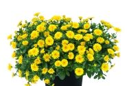 Calendula Powerdaisy Sunny
