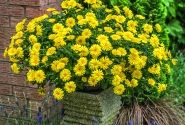 Calendula Powerdaisy Sunny
