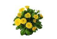 Calendula Powerdaisy Sunny