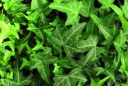 Hedera helix Philosoph