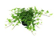 Hedera helix Philosoph
